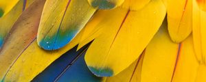 Preview wallpaper feathers, macro, multi-colored