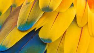 Preview wallpaper feathers, macro, multi-colored