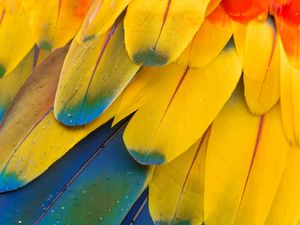 Preview wallpaper feathers, macro, multi-colored