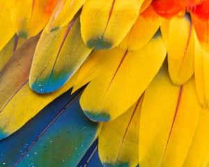 Preview wallpaper feathers, macro, multi-colored