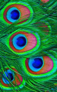 Preview wallpaper feathers, peacock, colorful