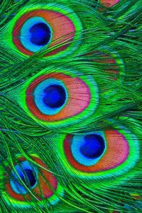 Preview wallpaper feathers, peacock, colorful