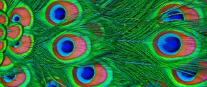 Preview wallpaper feathers, peacock, colorful
