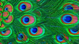 Preview wallpaper feathers, peacock, colorful