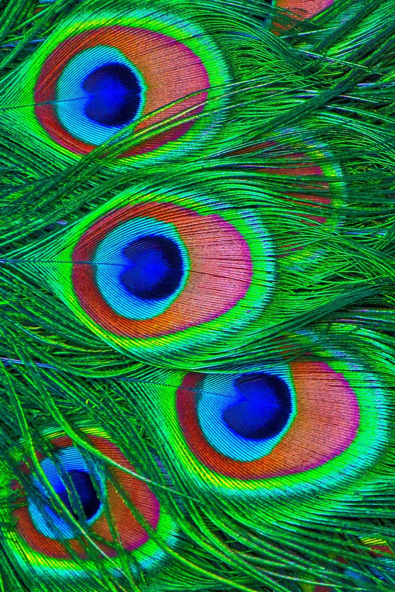 colorful peacock feather wallpaper