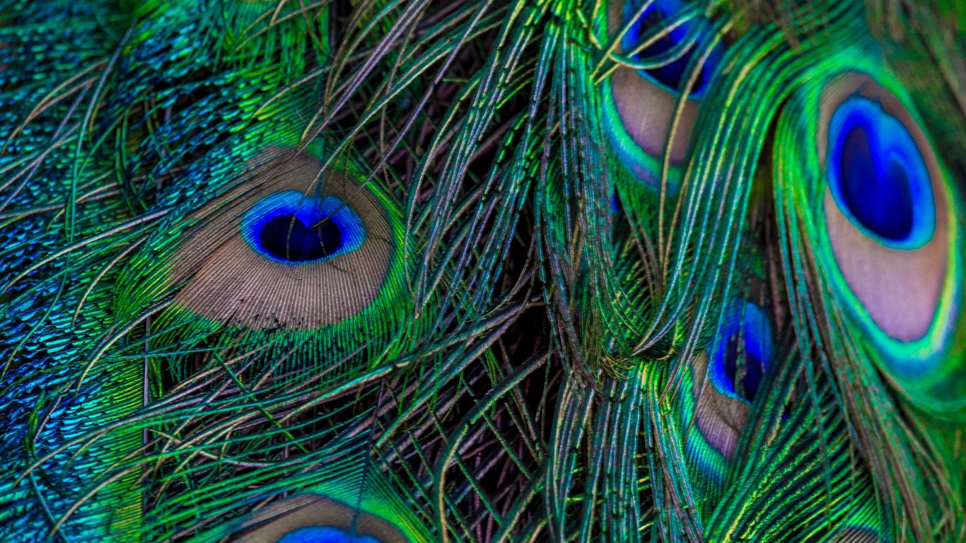 Download wallpaper 1366x768 feathers, peacock, macro, beautiful, pattern  tablet, laptop hd background