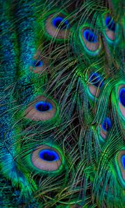 Preview wallpaper feathers, peacock, macro, beautiful, pattern