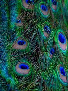 Preview wallpaper feathers, peacock, macro, beautiful, pattern