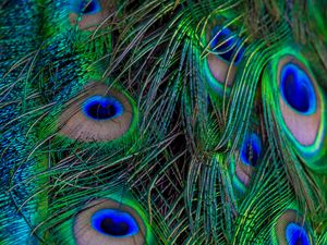 Preview wallpaper feathers, peacock, macro, beautiful, pattern