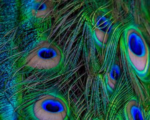 Preview wallpaper feathers, peacock, macro, beautiful, pattern