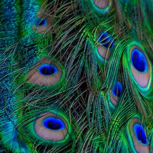 Preview wallpaper feathers, peacock, macro, beautiful, pattern