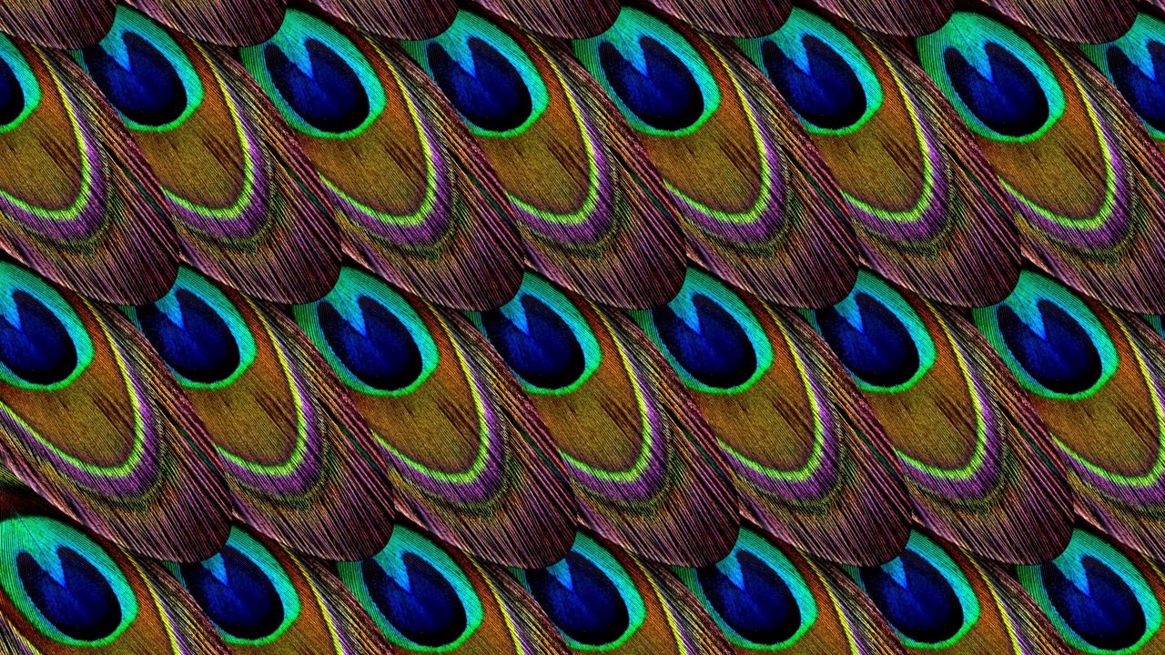 Wallpaper feathers, peacock, patterns, texture