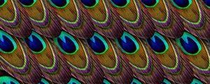 Preview wallpaper feathers, peacock, patterns, texture