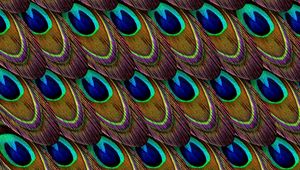 Preview wallpaper feathers, peacock, patterns, texture