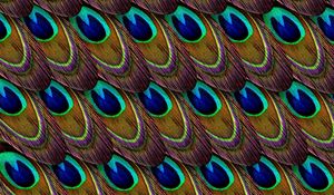 Preview wallpaper feathers, peacock, patterns, texture