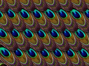 Preview wallpaper feathers, peacock, patterns, texture