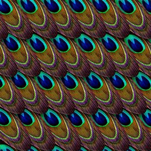 Preview wallpaper feathers, peacock, patterns, texture