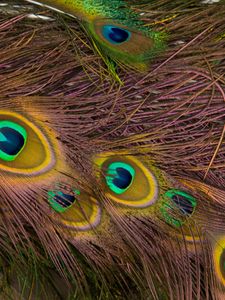 Preview wallpaper feathers, peacock, texture, background, pattern