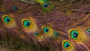 Preview wallpaper feathers, peacock, texture, background, pattern