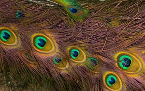 Preview wallpaper feathers, peacock, texture, background, pattern