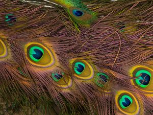 Preview wallpaper feathers, peacock, texture, background, pattern