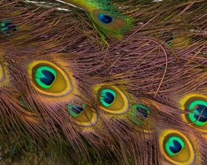 Preview wallpaper feathers, peacock, texture, background, pattern