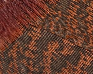 Preview wallpaper feathers, surface, macro, texture, brown