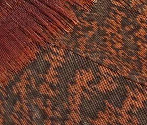 Preview wallpaper feathers, surface, macro, texture, brown