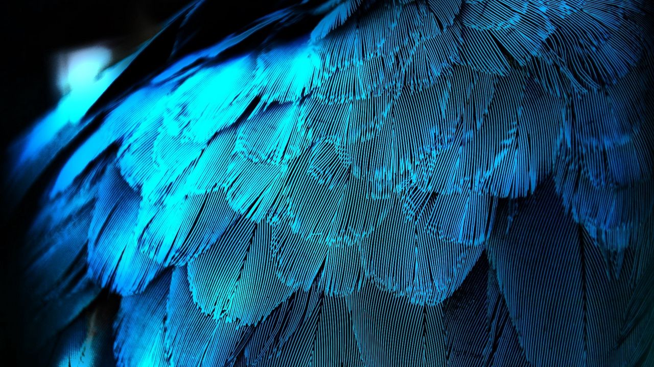 Wallpaper feathers, texture, background, blue