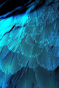 Preview wallpaper feathers, texture, background, blue