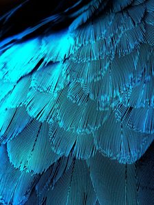 Preview wallpaper feathers, texture, background, blue