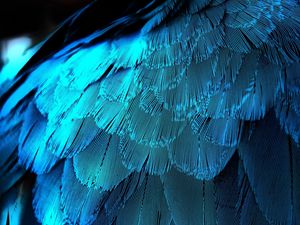 Preview wallpaper feathers, texture, background, blue