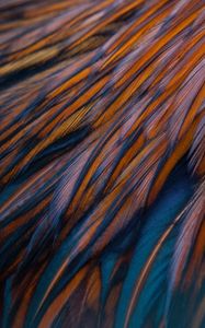 Preview wallpaper feathers, texture, bird