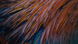 Preview wallpaper feathers, texture, bird