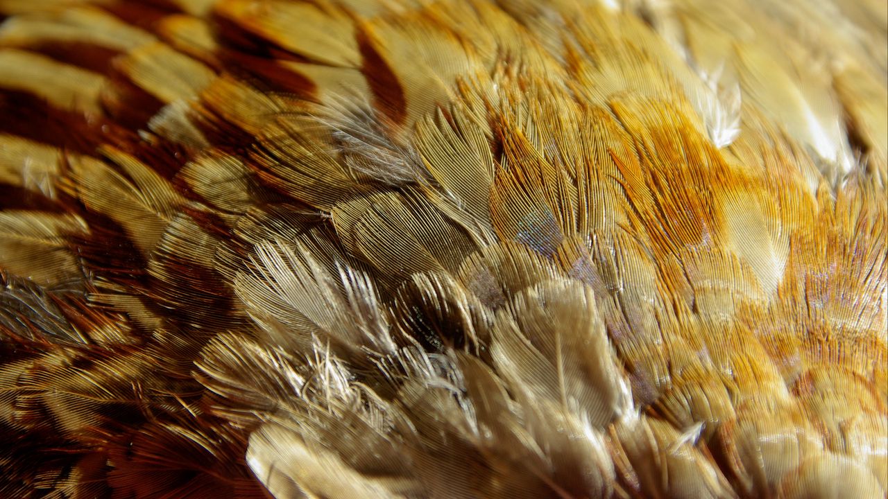 Wallpaper feathers, texture, close-up