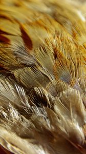 Preview wallpaper feathers, texture, close-up