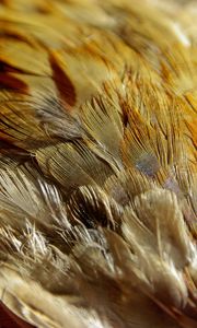 Preview wallpaper feathers, texture, close-up