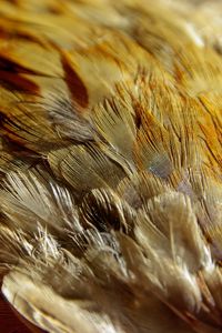 Preview wallpaper feathers, texture, close-up