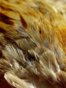 Preview wallpaper feathers, texture, close-up