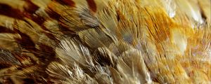 Preview wallpaper feathers, texture, close-up