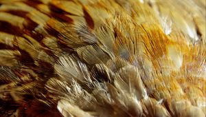 Preview wallpaper feathers, texture, close-up