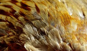 Preview wallpaper feathers, texture, close-up