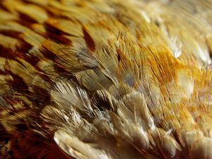 Preview wallpaper feathers, texture, close-up