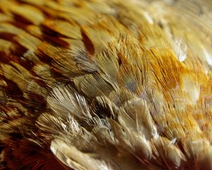 Preview wallpaper feathers, texture, close-up