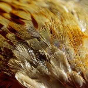 Preview wallpaper feathers, texture, close-up