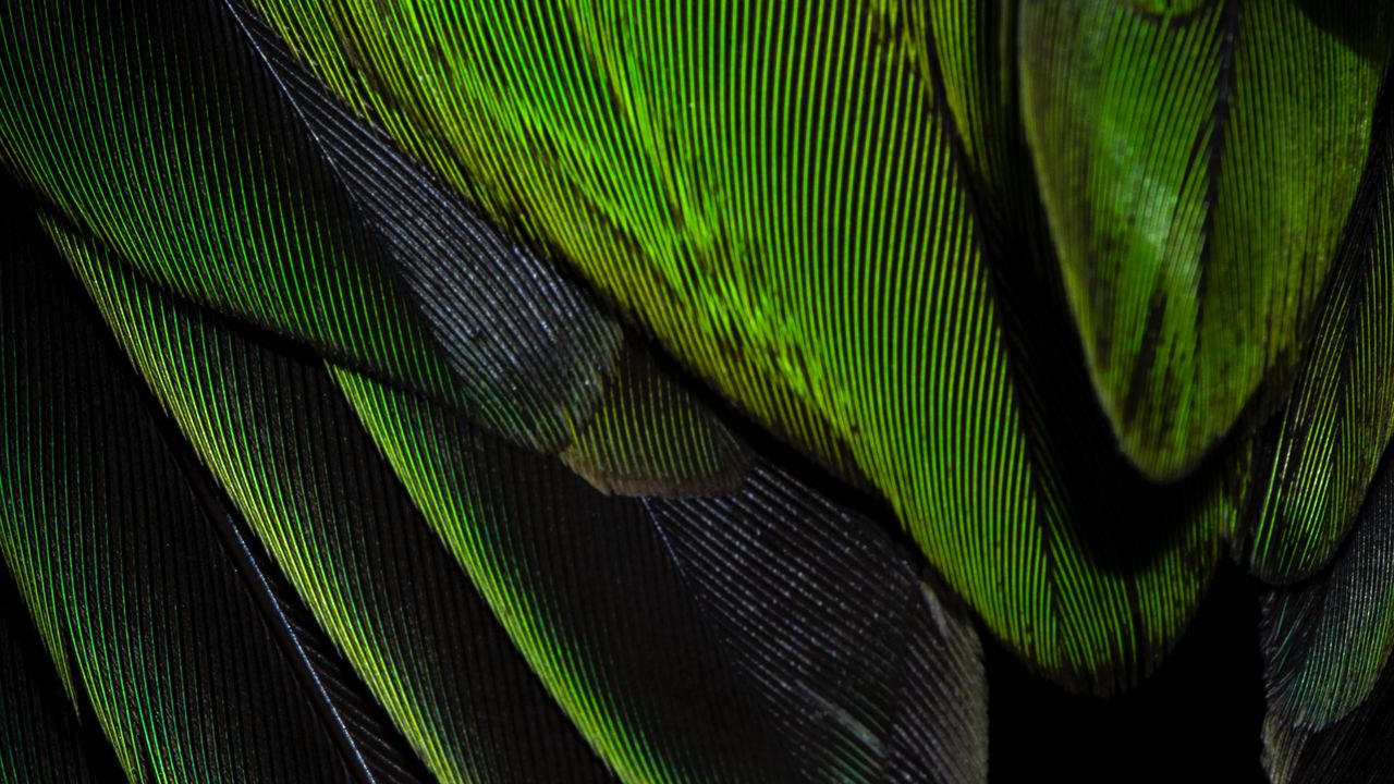 Wallpaper feathers, texture, color, green