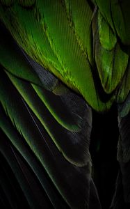 Preview wallpaper feathers, texture, color, green