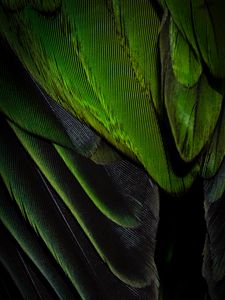 Preview wallpaper feathers, texture, color, green