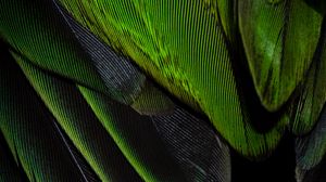 Preview wallpaper feathers, texture, color, green