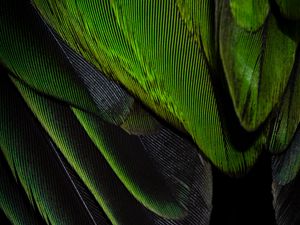 Preview wallpaper feathers, texture, color, green